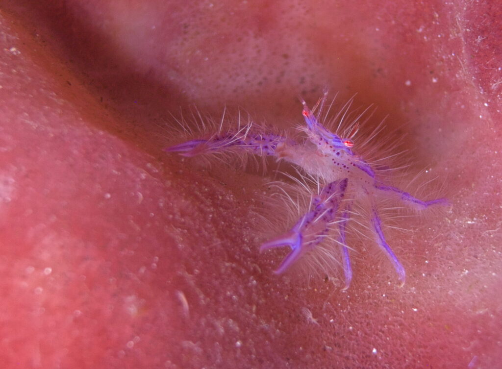 Springkrebs beim Tauchen im Bunaken Nationalpark in Sulawesi