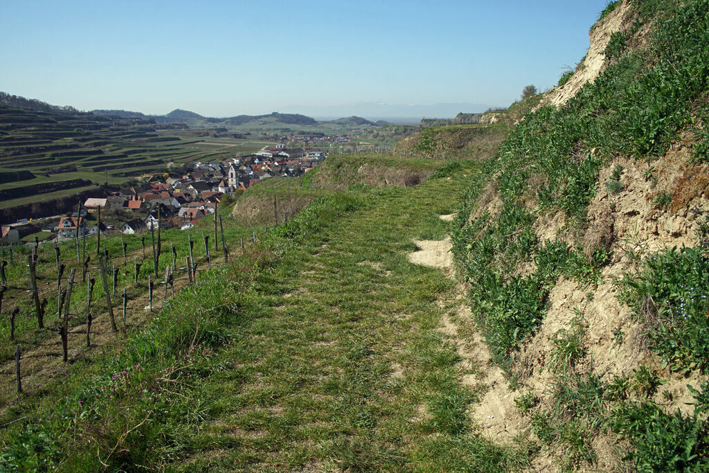 Weinberg am Kaiserstuhl bei Vogtsburg und Ihringen