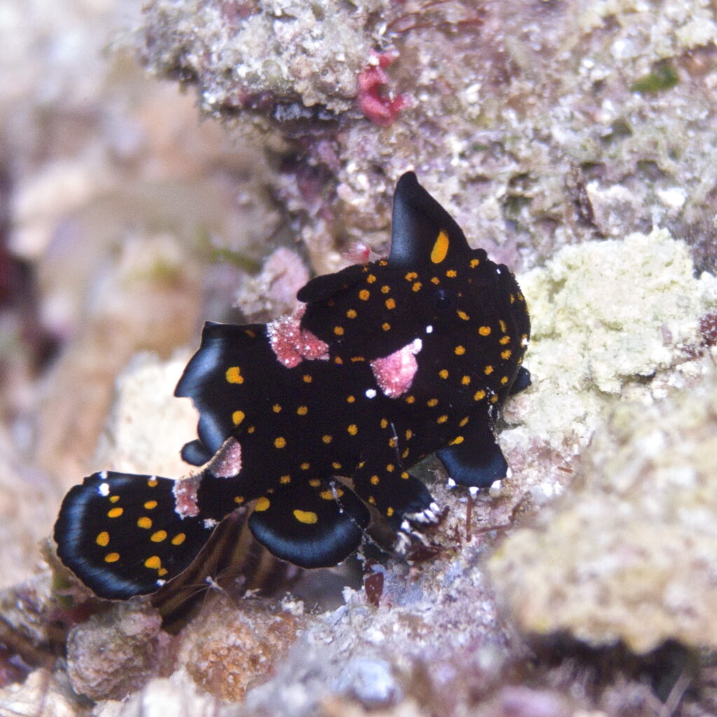 Anglerfisch beim Tauchen im Bunaken Nationalpark in Sulawesi