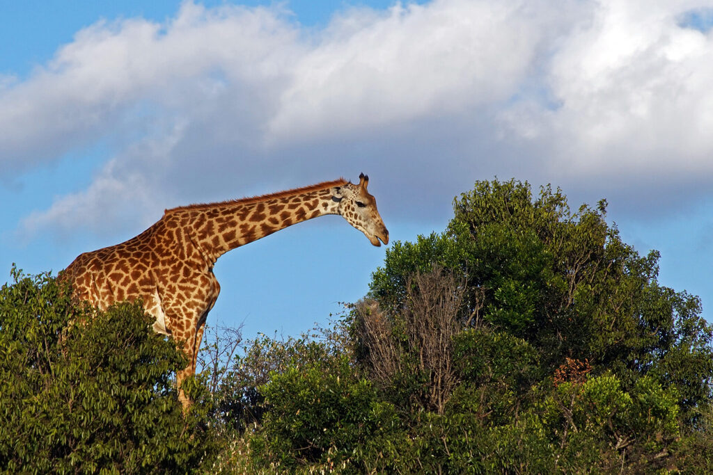 Giraffe in der Savanne in der Masai Mara in Kenia
