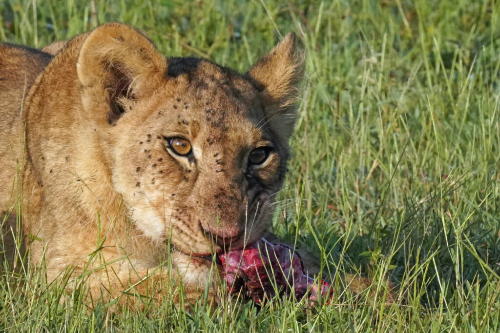 hungriger Löwe im Queen Elizabeth Nationalpark in Uganda