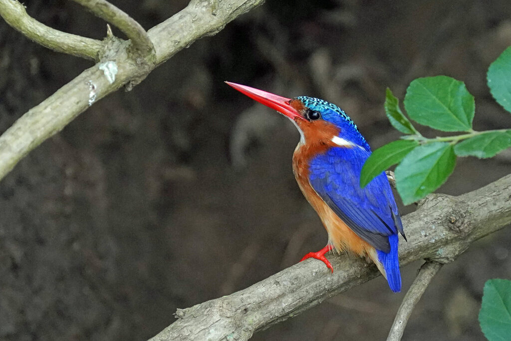 Malachit-Eisvogel im Queen Elisabeth Nationalpark in Uganda