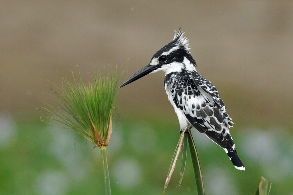 Graufischer im Queen Elisabeth Nationalpark in Uganda