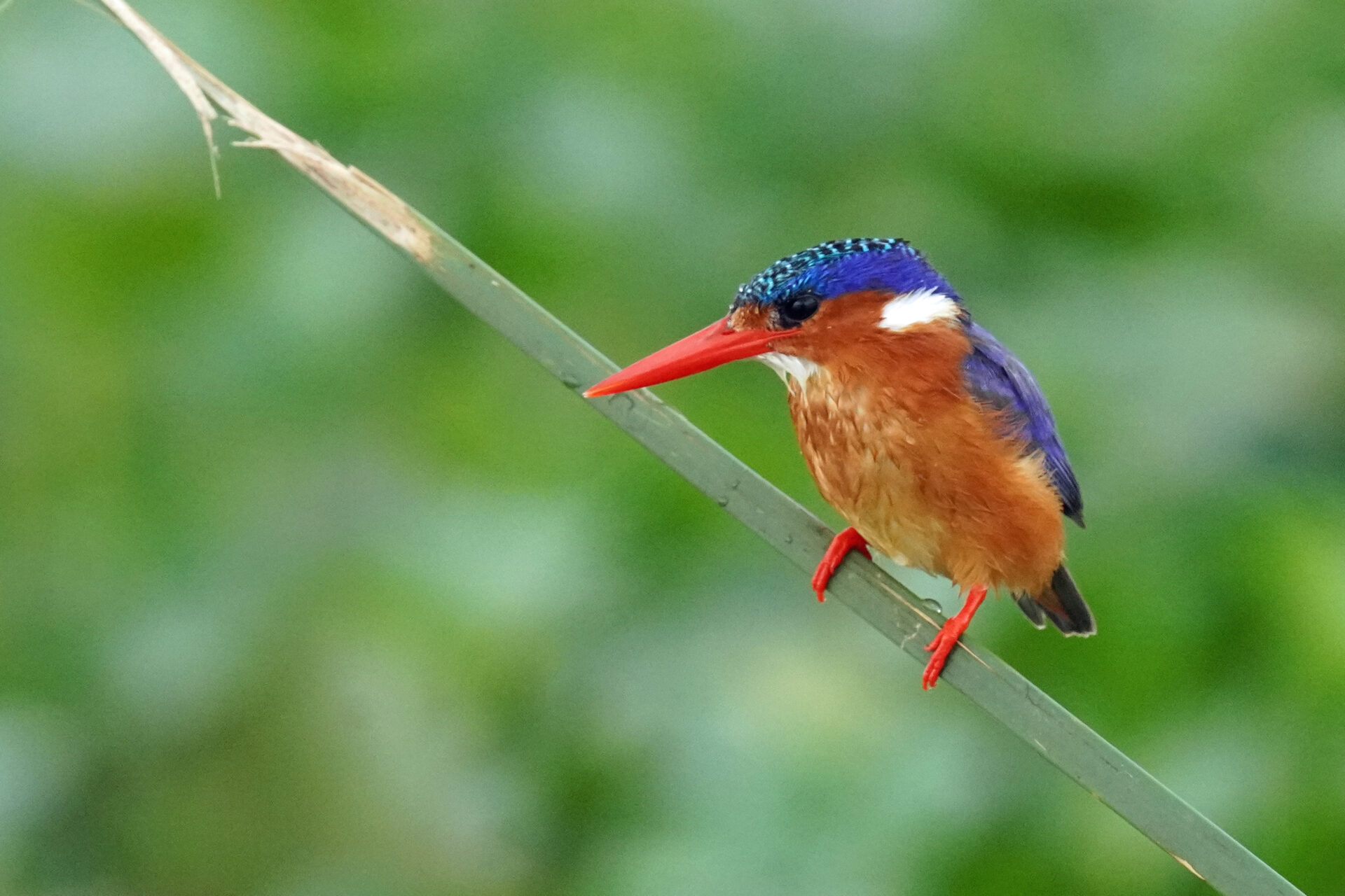 Malachit-Eisvogel im Queen Elisabeth Nationalpark in Uganda