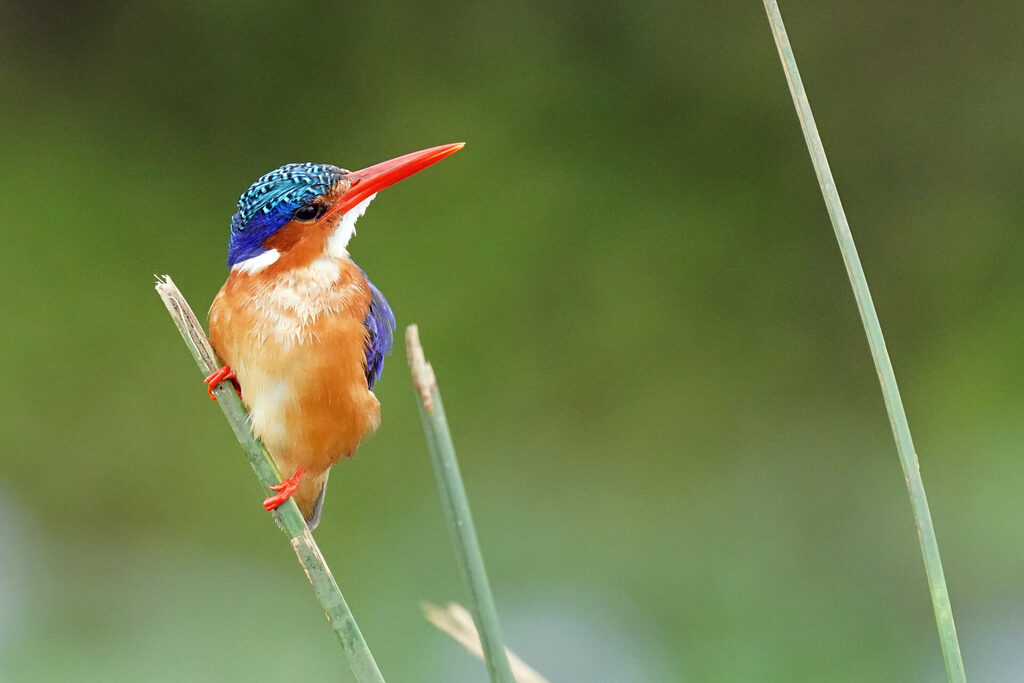 Malachit-Eisvogel im Queen Elisabeth Nationalpark in Uganda