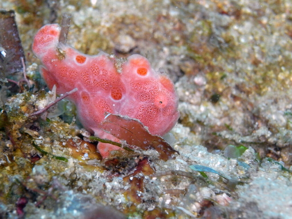 Anglerfisch am Diani Beach in Kenia
