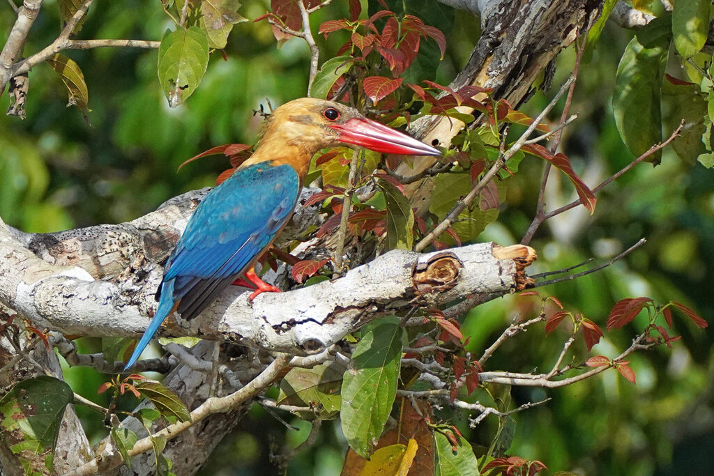 Stork-Killed-Kingfisher (Storchschnabelliest)
