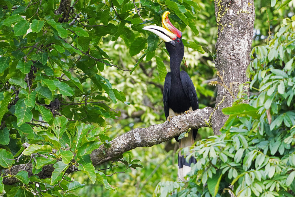Rhinozeros Hornbill am Kinabatangan in Sabah auf Borneo in Malaysia