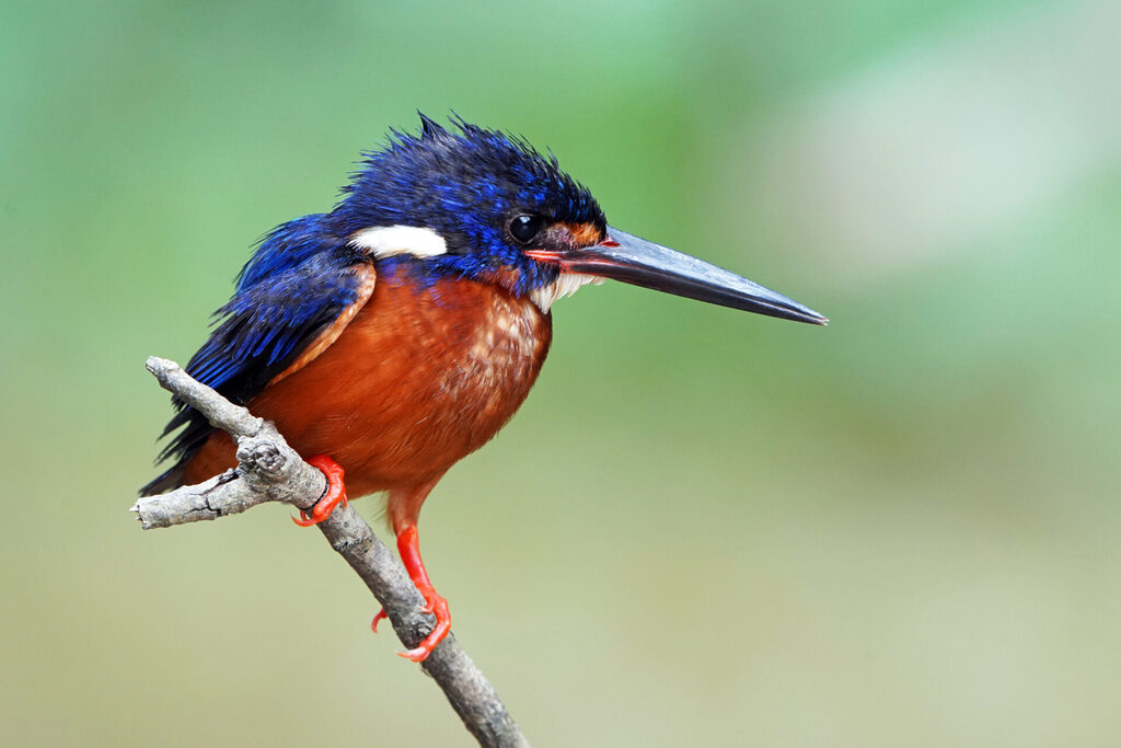 Der Blue-Eared-KIngfisher (Menintingeisvogel) gehört zu den mutigen Vertretern seiner Art