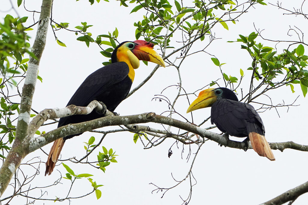 Der Wrinkled Hornbill (Runzelhornvogel) ist am Kinabatangan in Sabah auf Borneo sehr selten