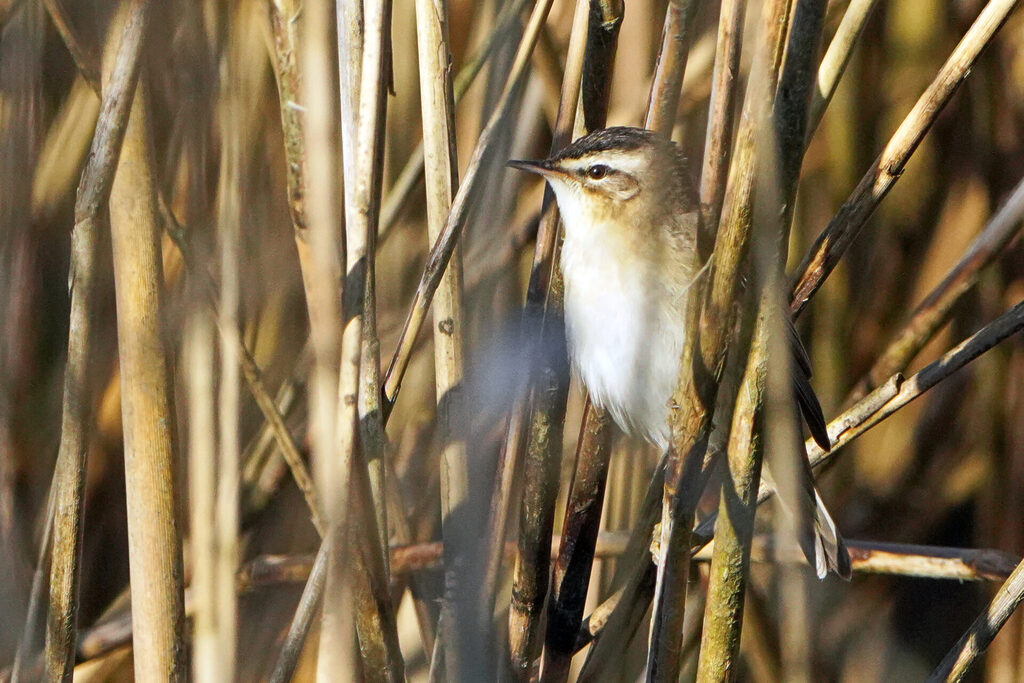 Der Teichrohrsänger ist ein möglicher Wirtsvogel des Kuckucks, hier gesehen in Haff Reimech in Luxemburg.