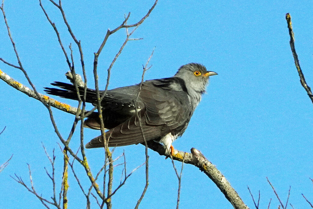 Ein Kuckuck zeigte sich in Haff Reimech in Luxemburg