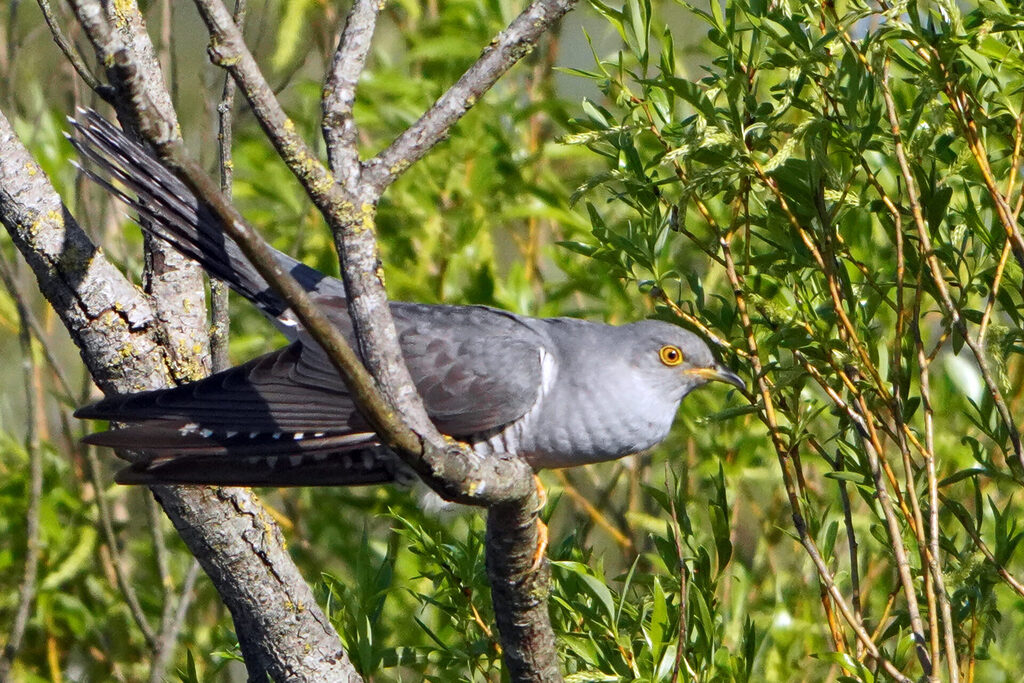 Ein Kuckuck zeigte sich in Haff Reimech in Luxemburg