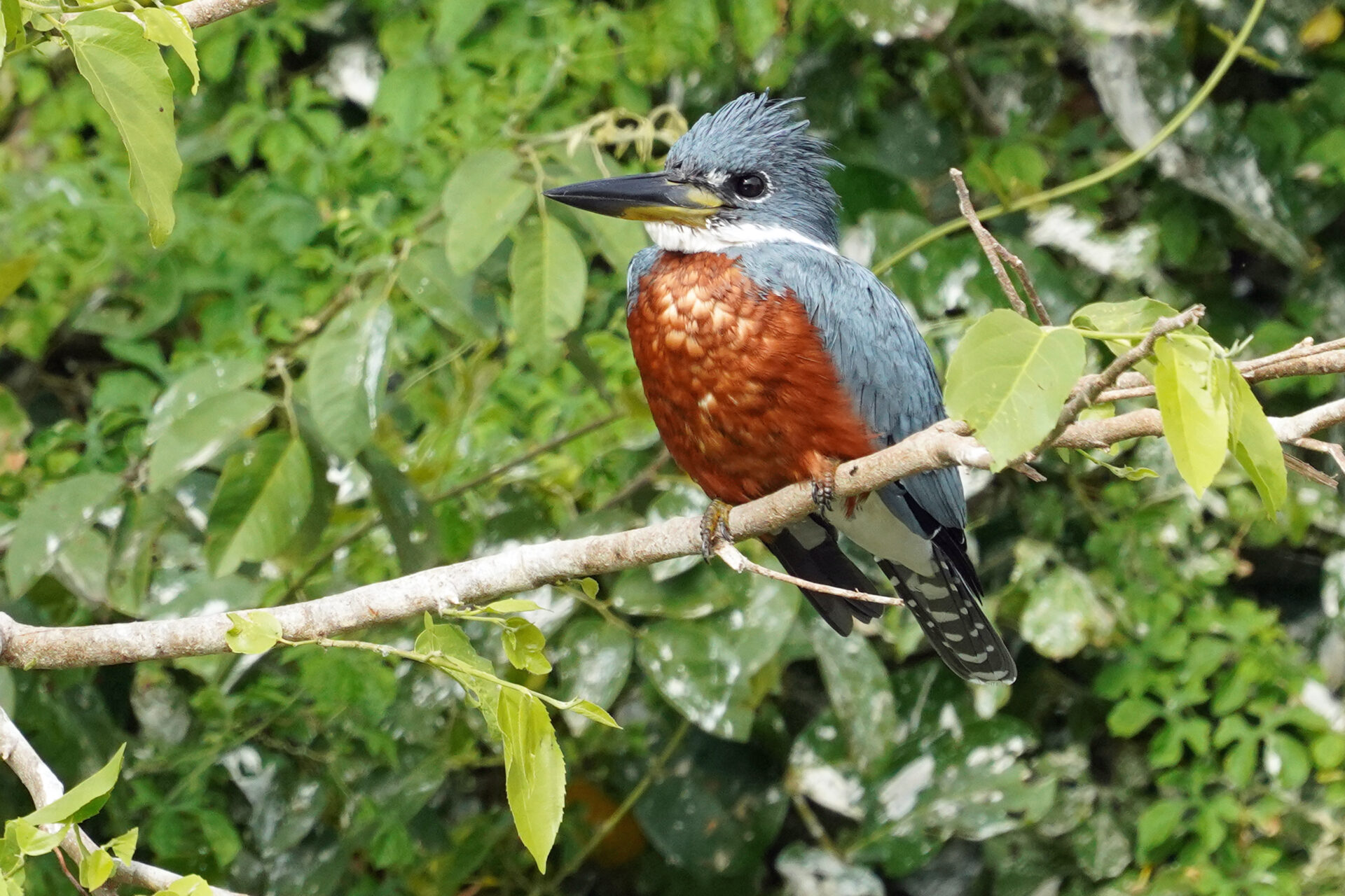 Eisvogel in Porto Jofre im Pantanal in Brasilien - Amazonasfischer