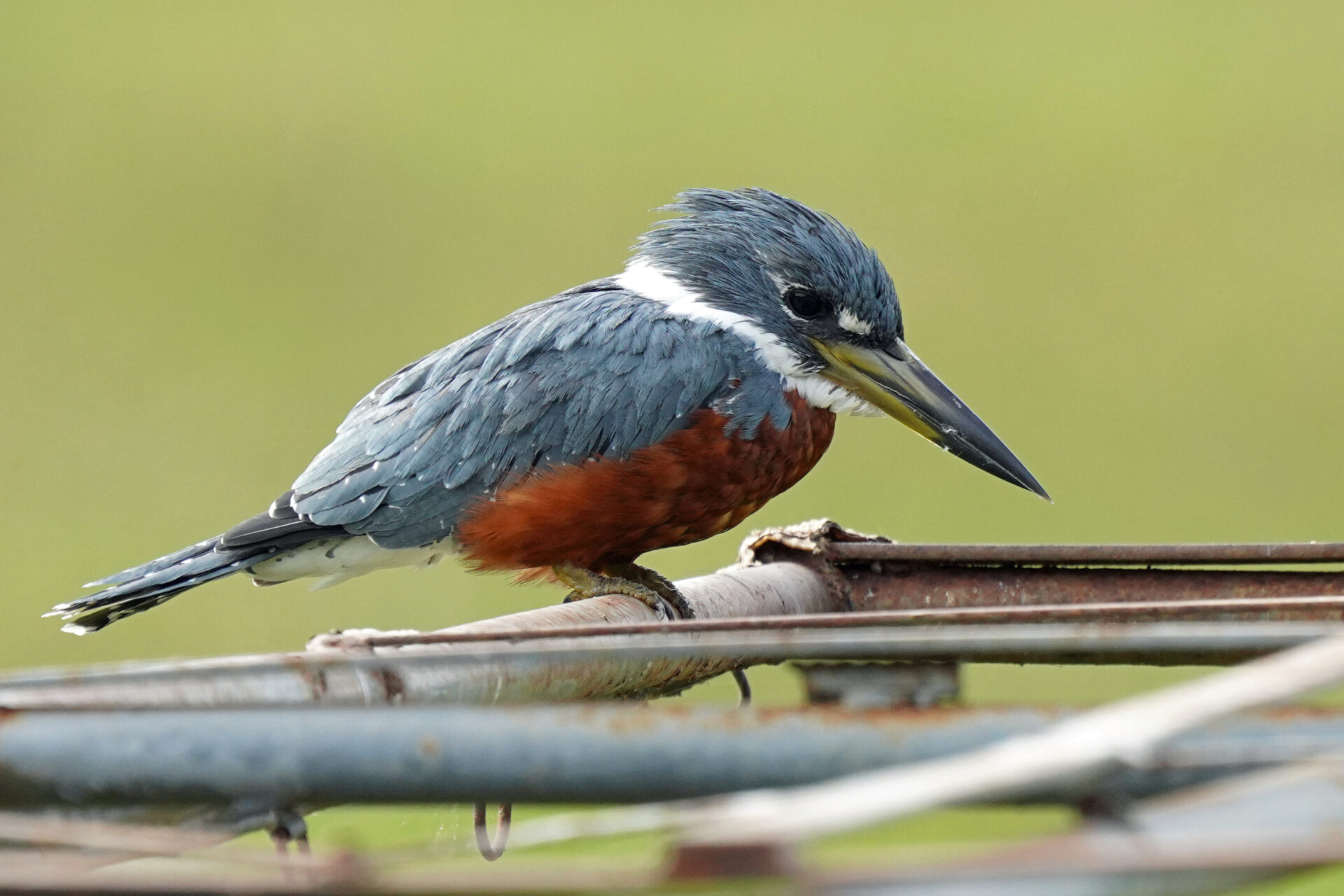 Eisvogel in Porto Jofre im Pantanal in Brasilien - Amazonasfischer