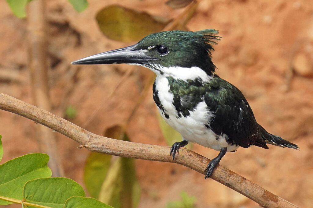 Eisvogel in Porto Jofre im Pantanal in Brasilien - Grünfischer