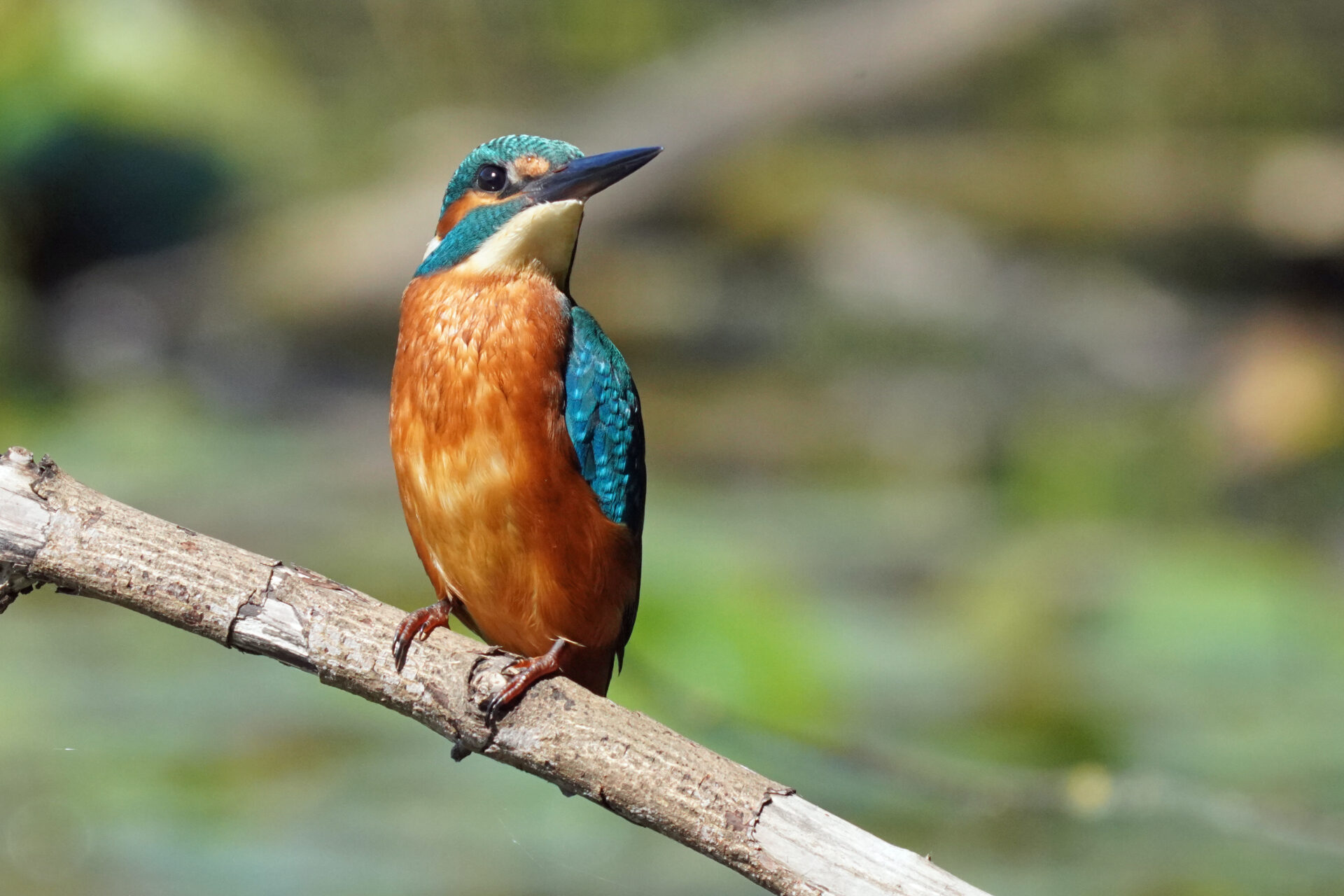 Eisvogel am Ökosee in Dillingen im Saarland