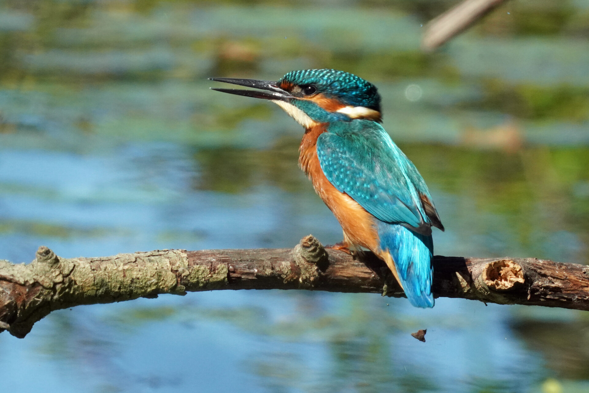 Eisvogel am Ökosee in Dillingen im Saarland