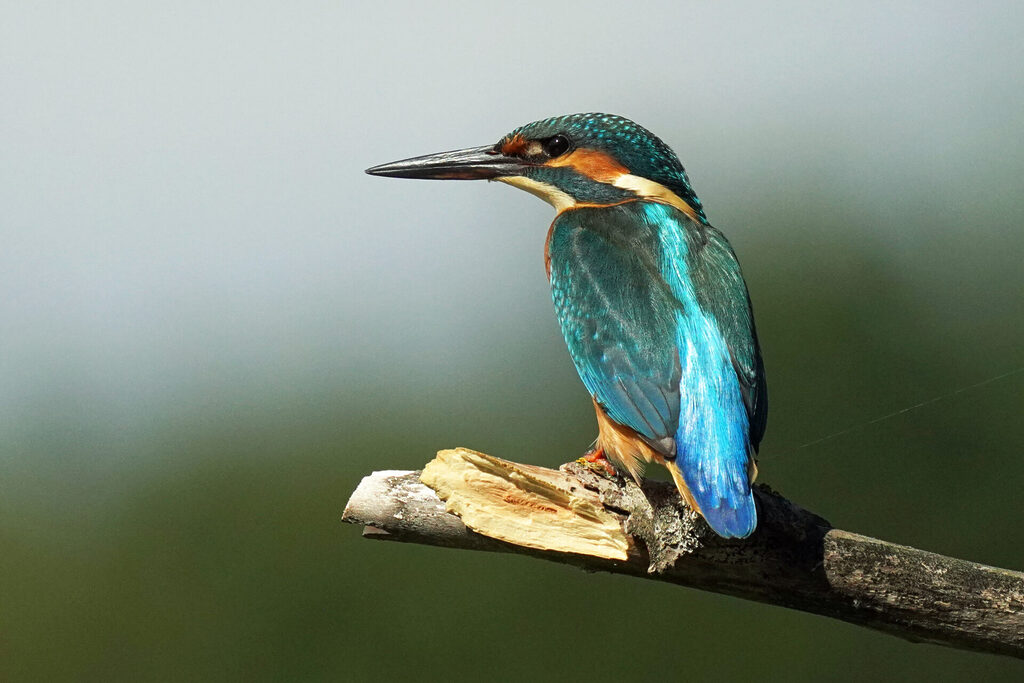 Eisvogel am Ökosee in Dillingen im Saarland