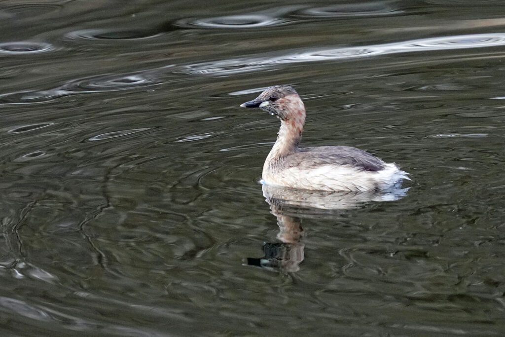 Zwergtaucher im Haff Reimech bei Remerschen in Luxemburg