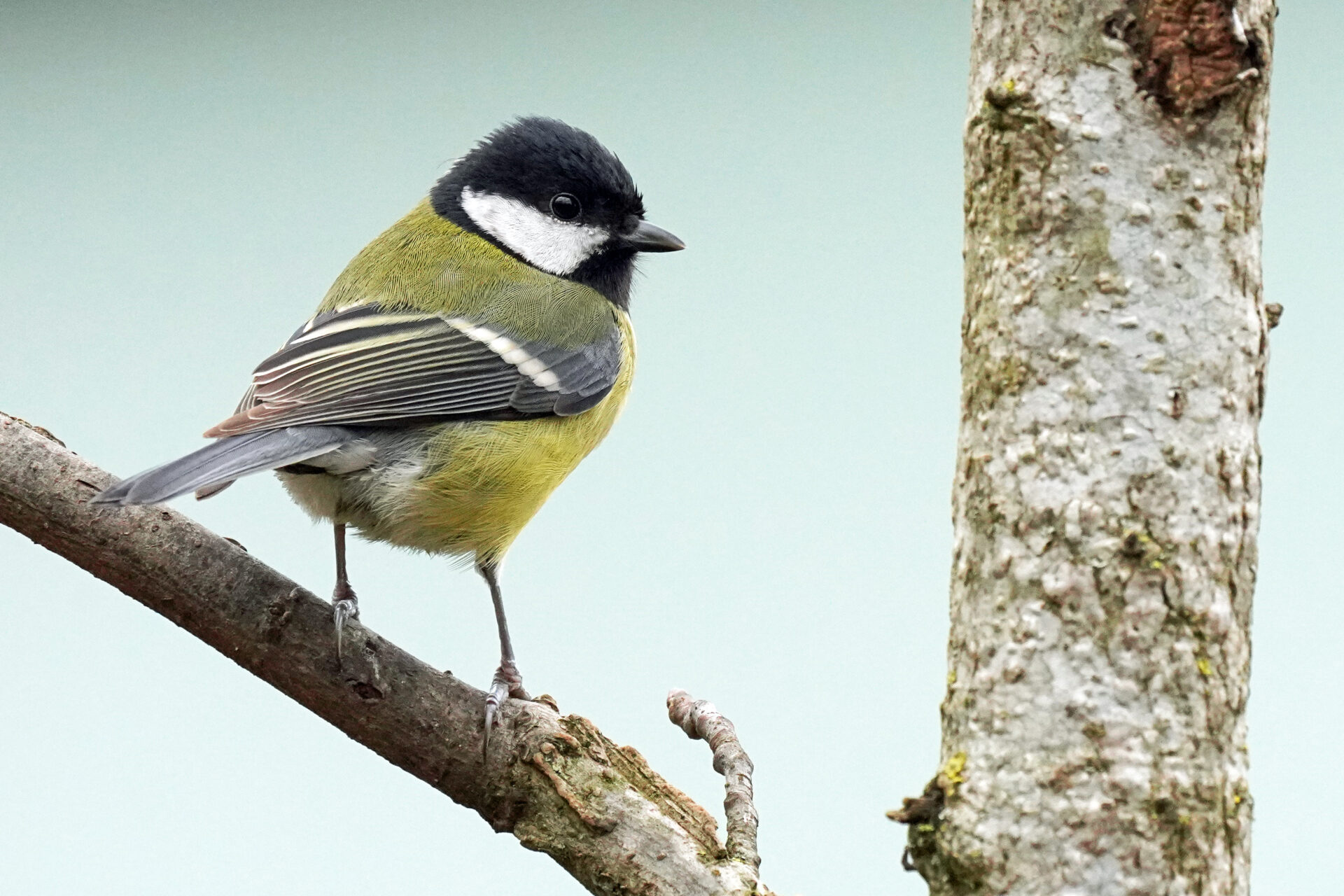 Kohlmeise in unserem Garten in Homburg im Saarland