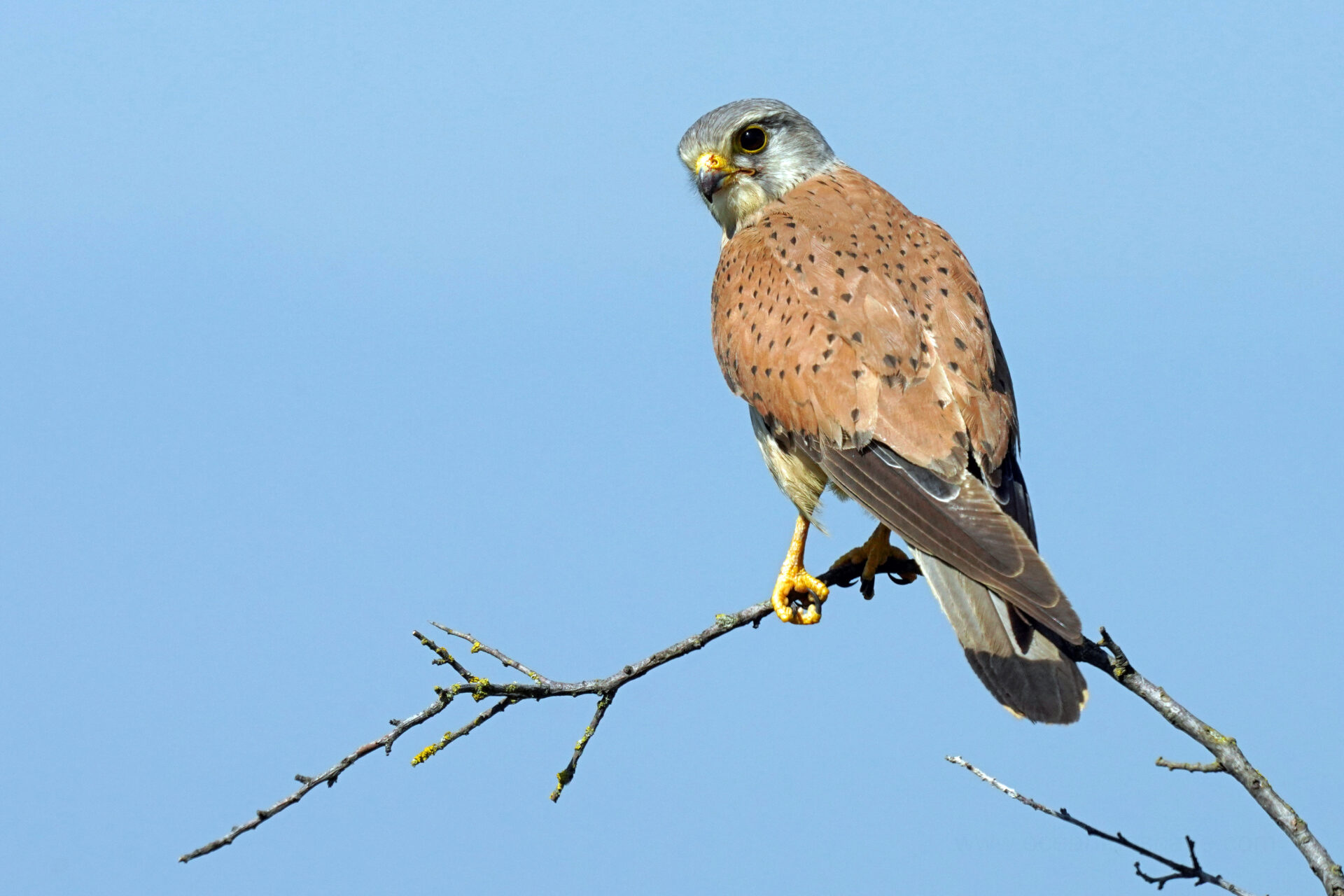 Turmfalke nach erfolgreicher Jagd am Lenzenberg bei Ihringen im Kaiserstuhl