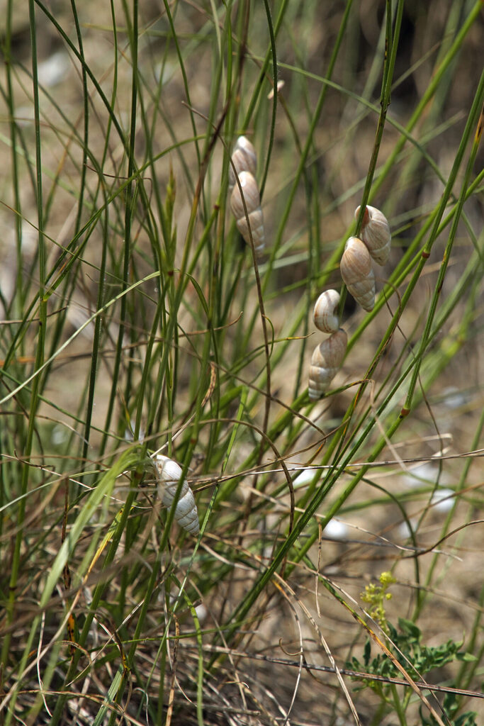 Märzenschnecke, auch Kaiserstuhlschnecke genannt, in hitzeärmerer Region am Badberg bei Vogtsburg
