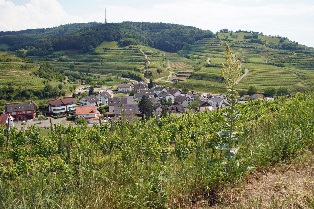 Das Weingut Franz Keller in Oberbergen ist ein Architektur-Juwel am Kaiserstuhl