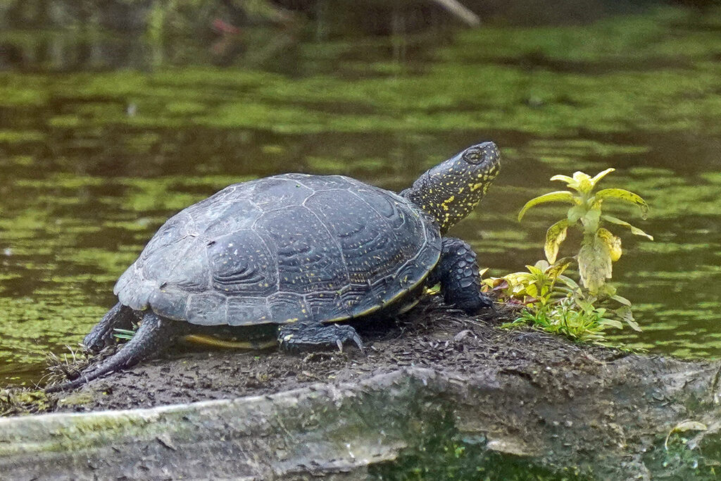 Europäische Sumpfschildkröte in der Wagbachniederung bei Waghäusel in Baden-Württemberg
