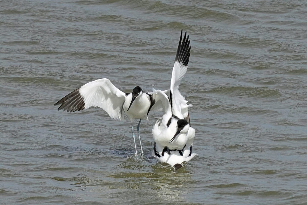 Säbelschnäbler auf Zeeland