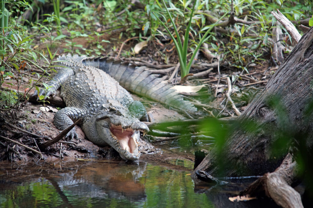 Krokodil im Khao Yai Nationalpark in Thailand