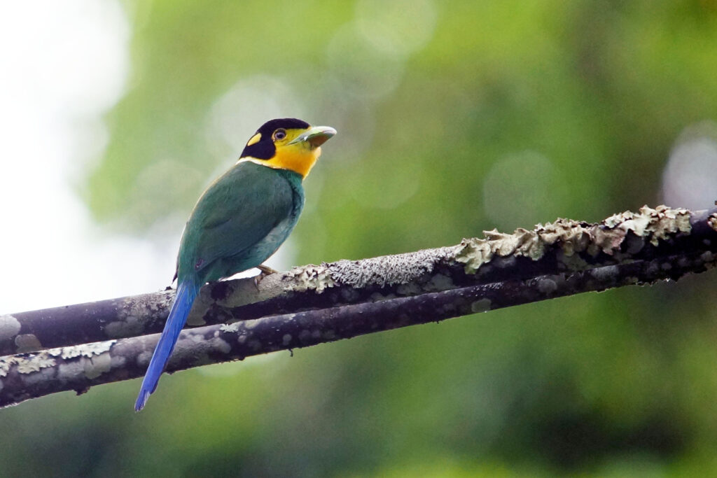Breitrachen im Khao Yai Nationalpark in Thailand