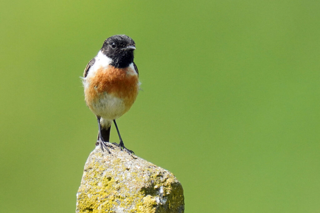 männliches Schwarzkehlchen am Lenzenberg bei Ihringen am Kaiserstuhl