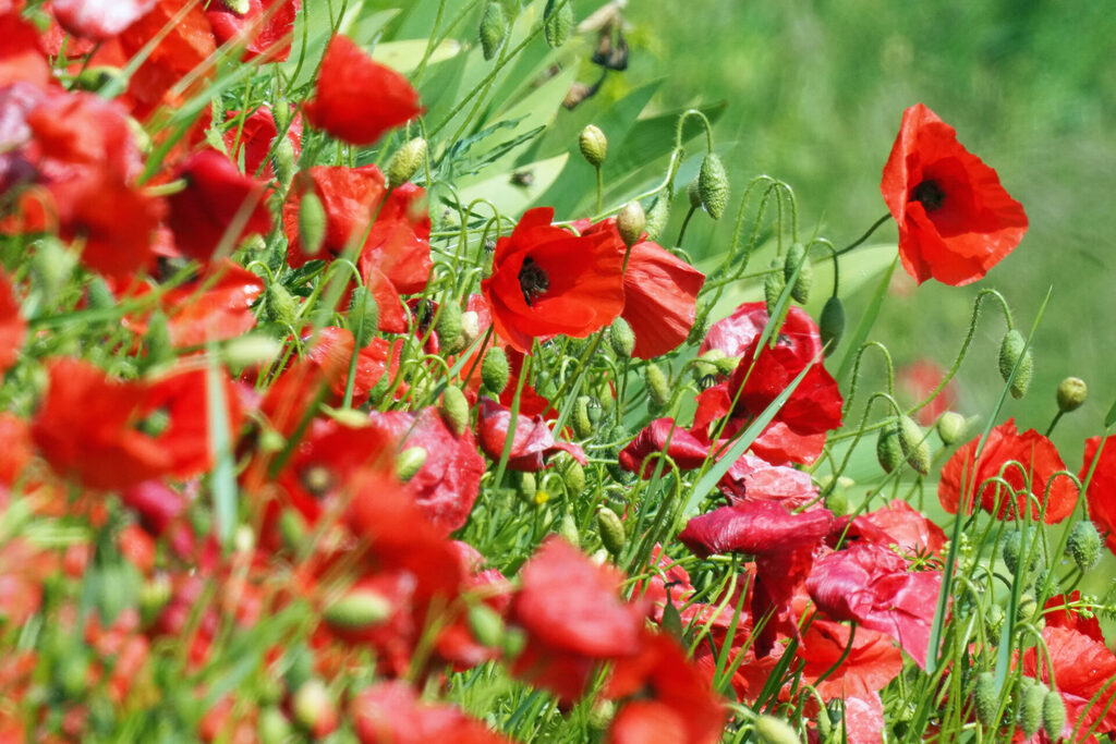 Blühender Mohn im Frühling und Frühsommer am Badberg und am Lenzenberg am Kaiserstuhl