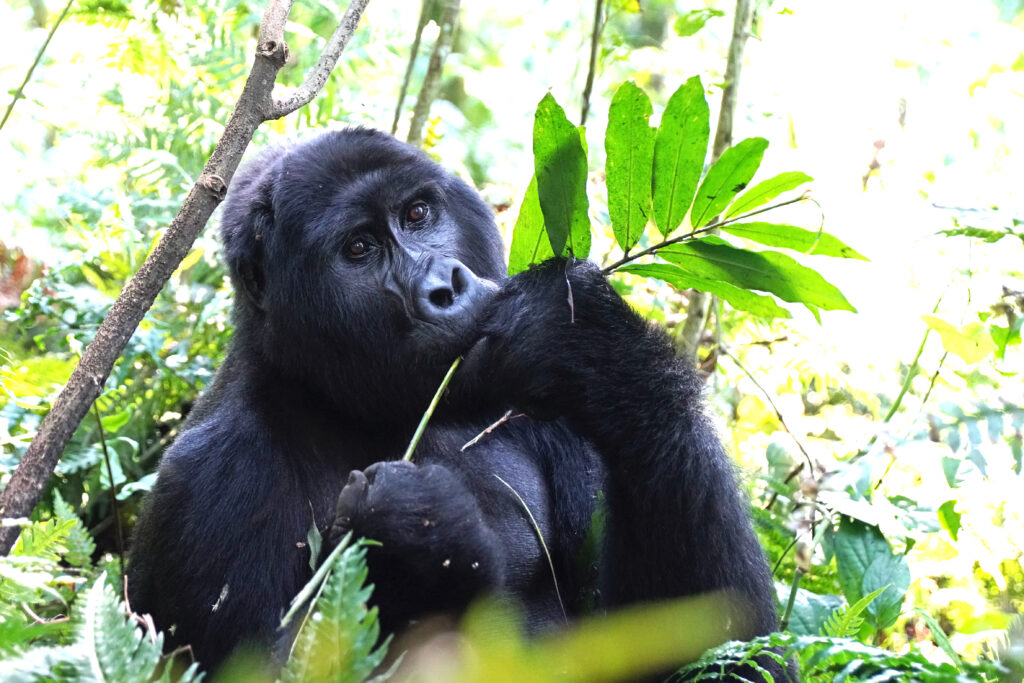 Eine faszinierende und unvergessliche Begegnung mit einem Gorilla im Bwindi Nationalpark in Uganda