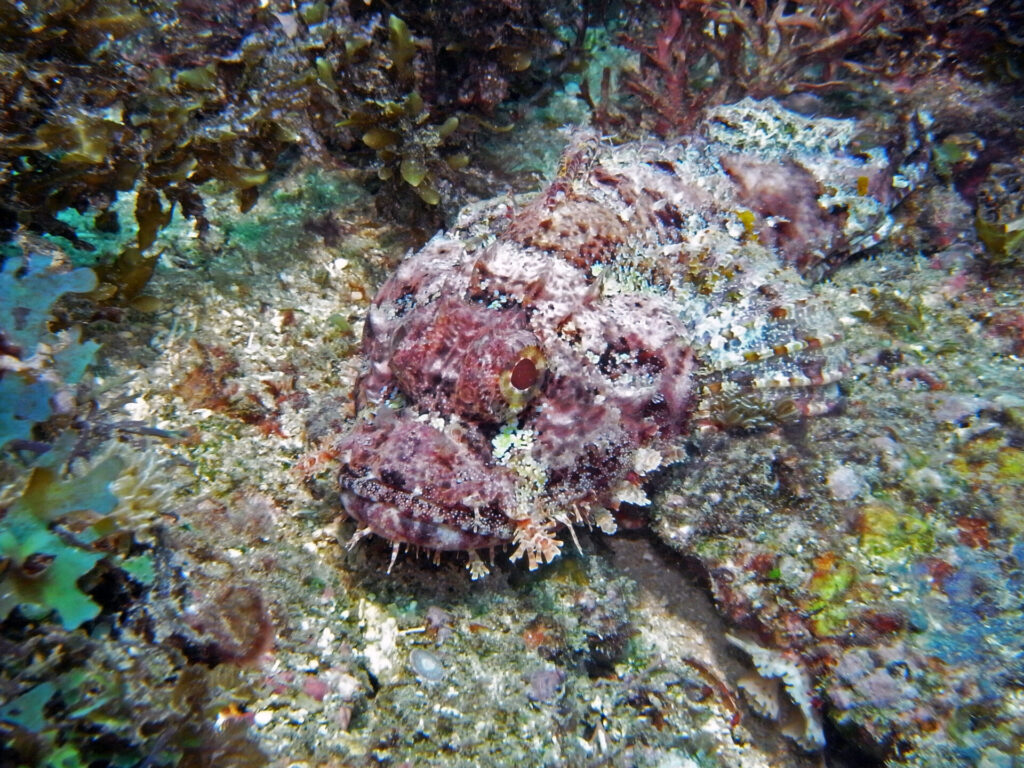 Drachenkopf beim Tauchen am Diani Beach in Kenia