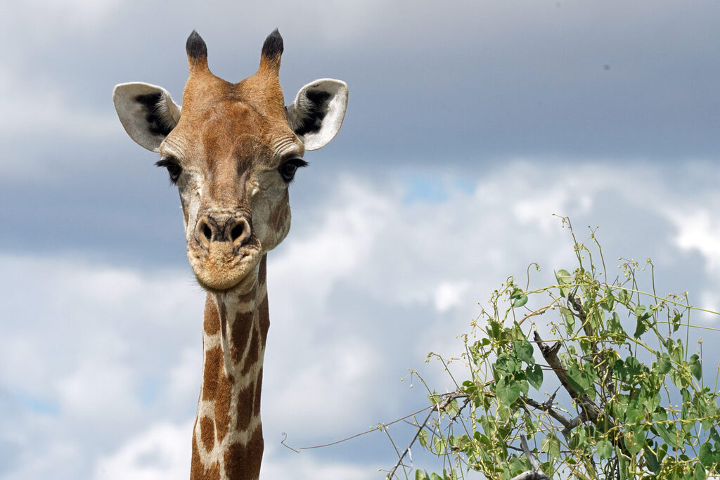 Giraffe im Frühjahr im Etosha Nationalpark in Namibia