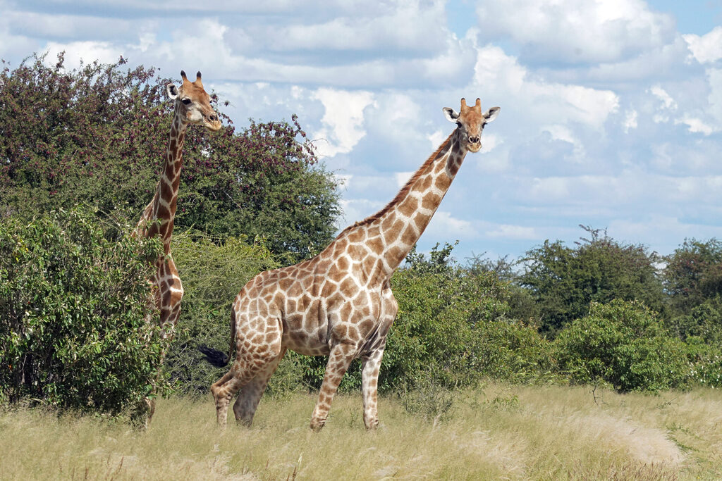 Giraffen kreuzen im Etosha Nationalpark in Namibia die Schotterpiste