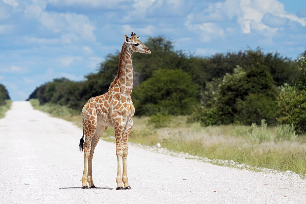 Kleine und stolze Giraffe mit viel Babyspeck im Etosha Nationalpark in Namibia