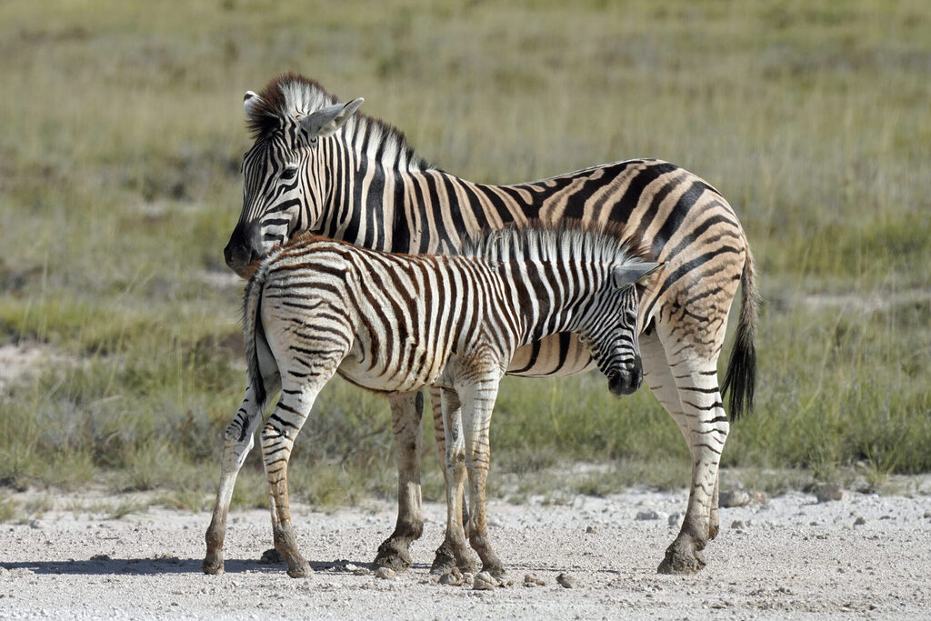 Zebras in Namibia im Etosha Nationalpark
