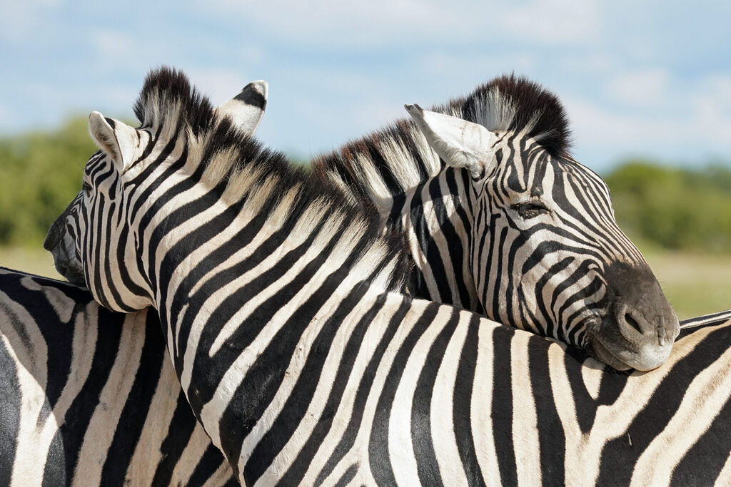 Kuschelstunde bei den Zebras im Etosha Nationalpark in Namibia