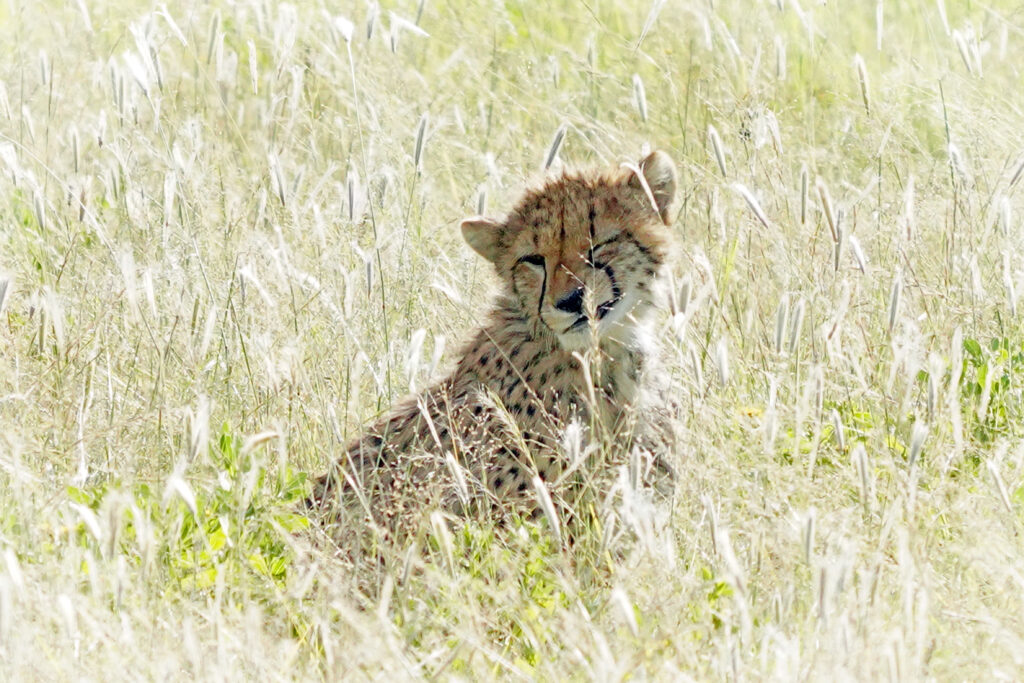 Ein kleiner Gepard im Etosha Nationalpark in Namibia