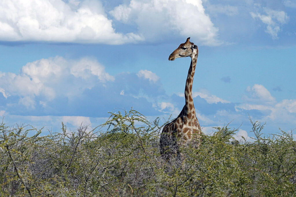 Giraffe in der Savanne Namibias im Etosha Nationalpark