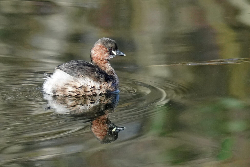 Zwergtaucher im Haff Reimech bei Remerschen an der Mosel in Luxemburg