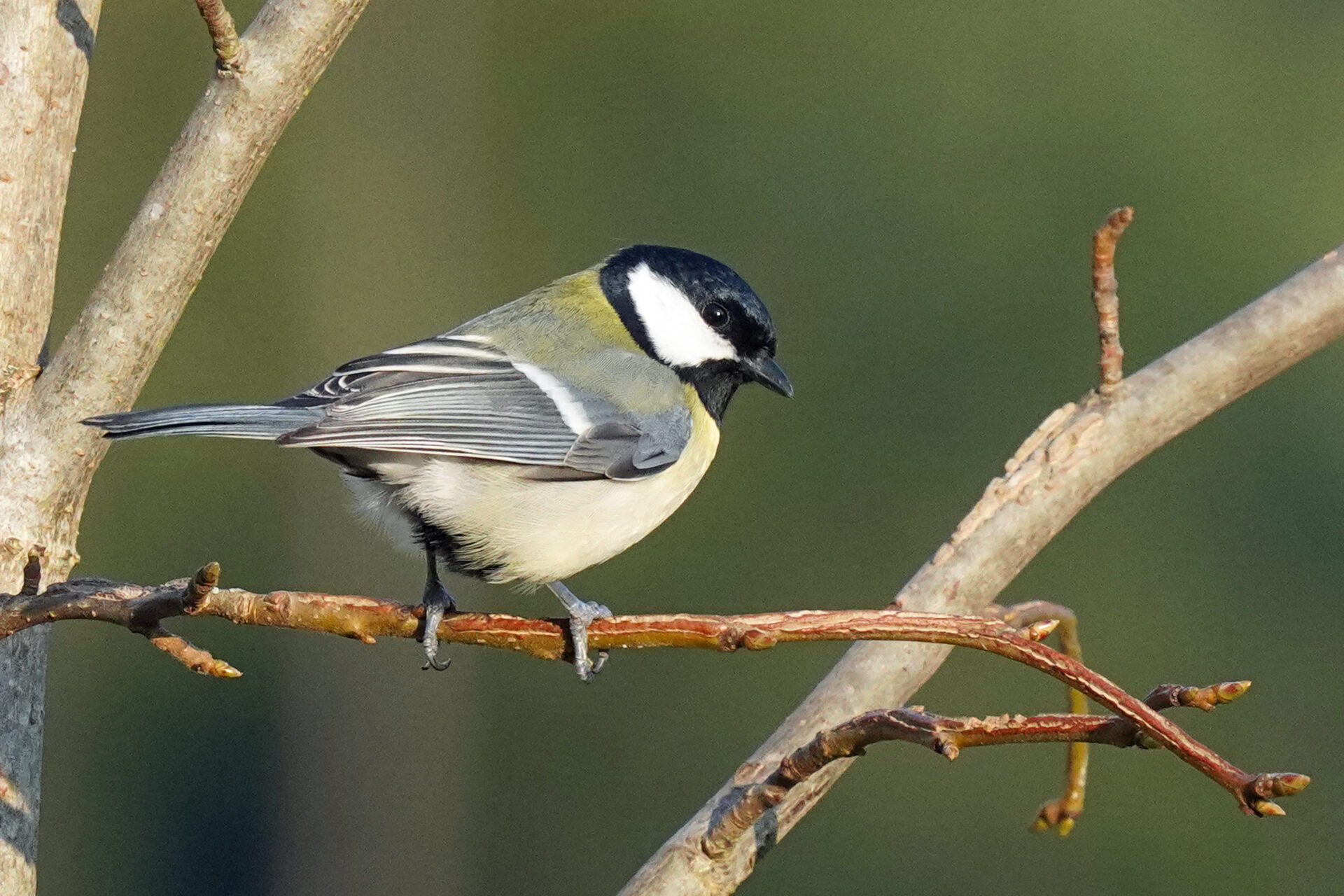 Kohlmeise in unserem Garten in Homburg im Saarland