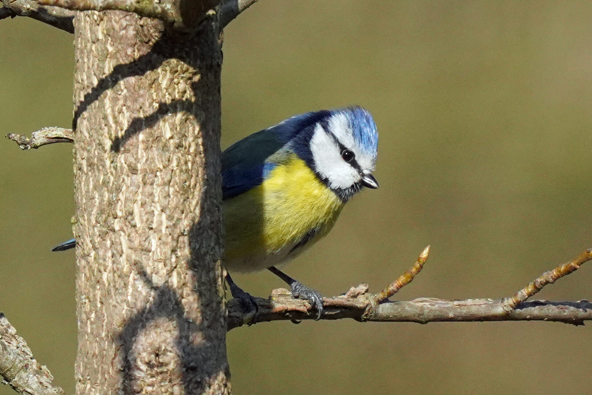 Blaukehlchen in unserem Garten in Homburg im Saarland