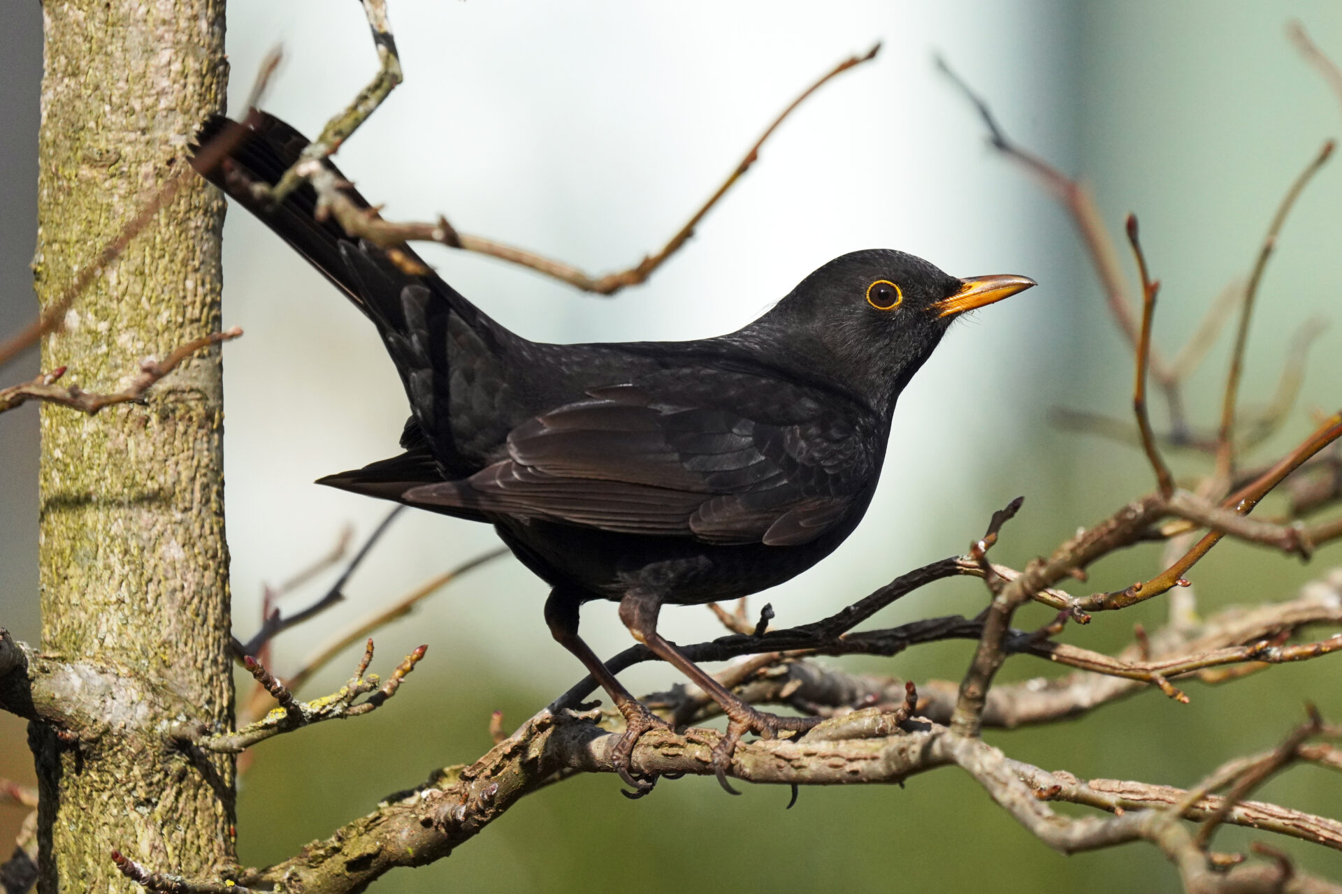 männliche Amsel in unserem Garten in Homburg im Saarland