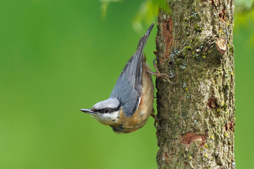 Ein Kleiber bei der Vogelbeobachtung in unserem Garten in Homburg im Saarland