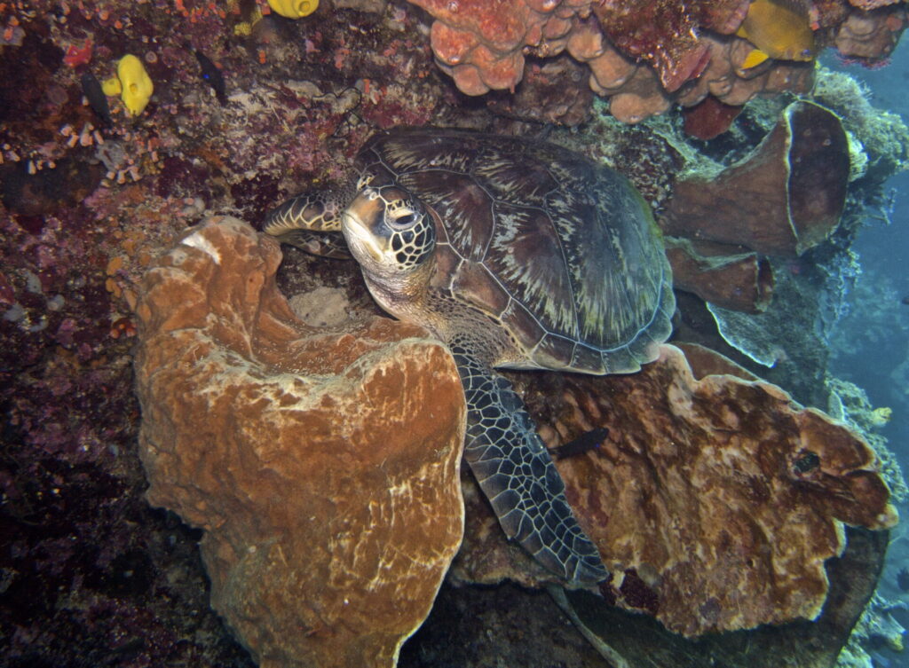 Schildkröte beim Tauchen im Bunaken Nationalpark in Sulawesi