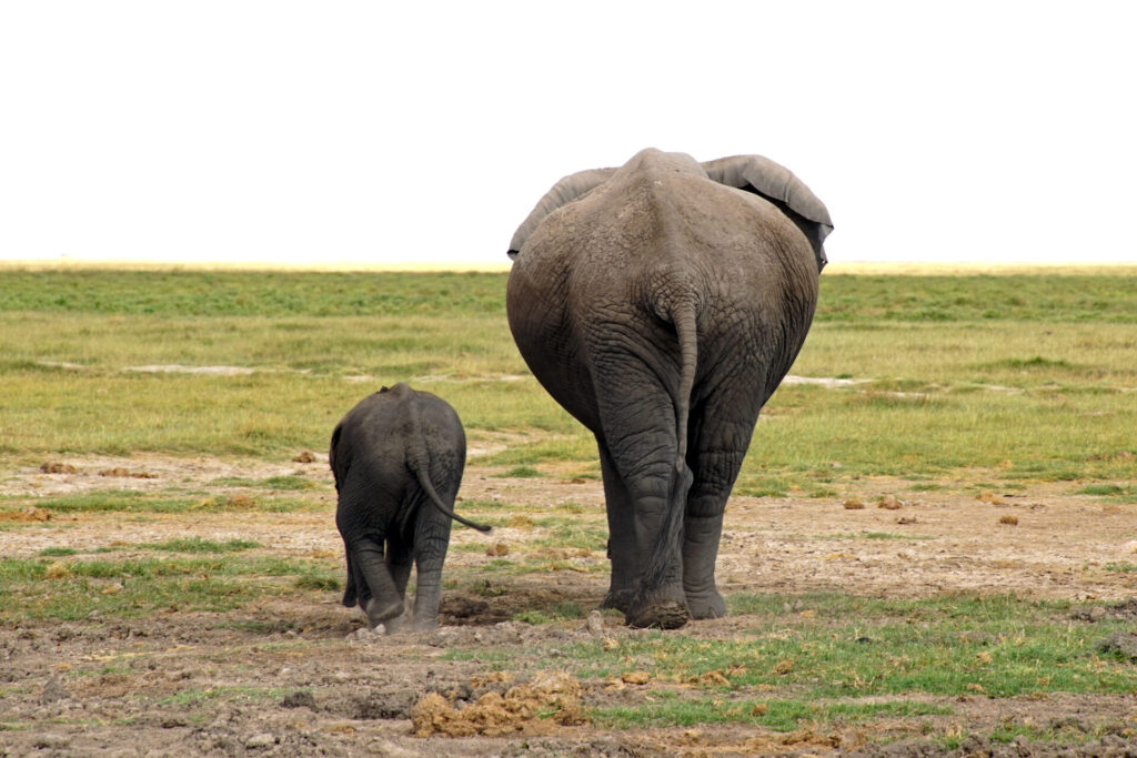 Kenia - Elefanten im Amboseli Nationalpark